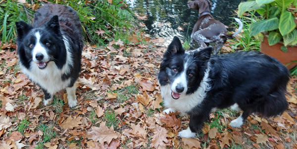  In the Pond Paddock. 