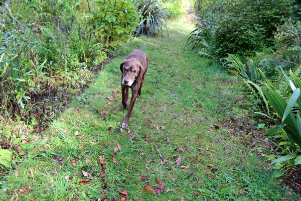  Wandering around the garden. 