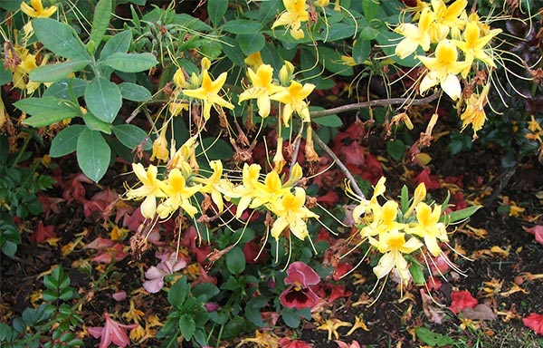  A garden bed full of beautiful deciduous Azaleas. 