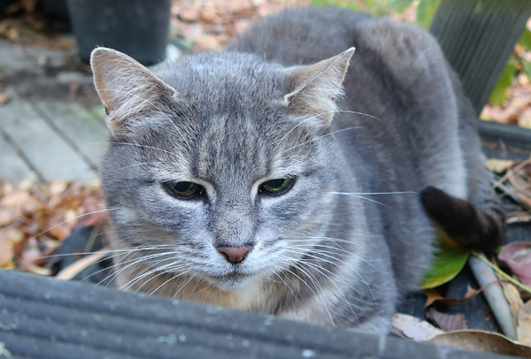  My pretty grey cottage cat. 