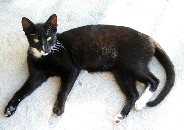 skinny black and white cat