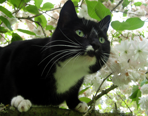  Pretty picture - black cat, white flowers... 