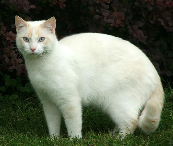 http://www.mooseyscountrygarden.com/cats-dogs/cat-beautiful-white.jpg