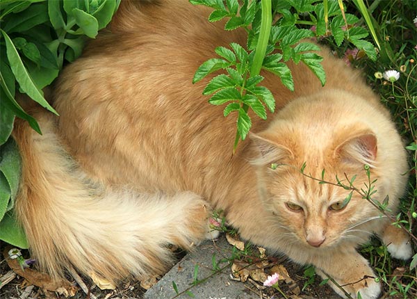  One of my gardening boys. 