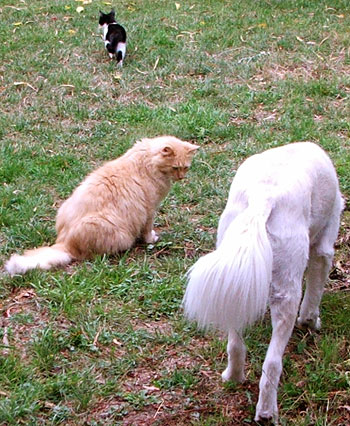  Rusty, Little Mac, and Fluff-Fluff. 