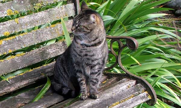  Histeria on the park bench. 