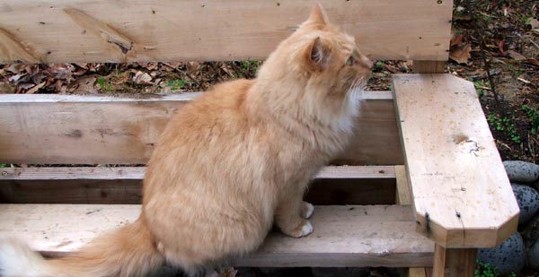  Fluff-Fluff on the rustic garden bench. 