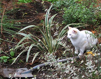  We are planting flaxes in the Hump Garden. 