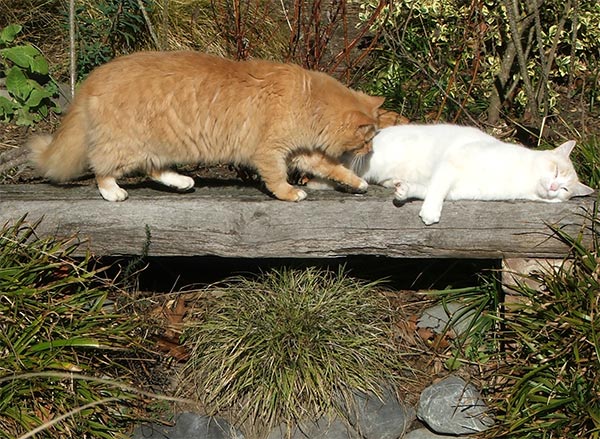  Enjoying the sun on a garden seat. 