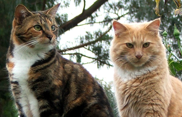  Both these cats have convictions for you-know-what... 