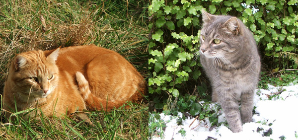  Percy in the paddock, Lilli-Puss in the snow. 