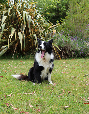  Winnie the older Border Collie. 