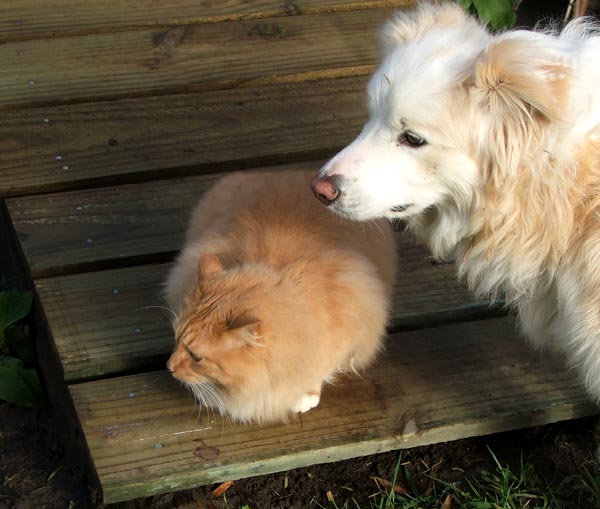  Fluff-Fluff with Rusty the red Border Collie. 