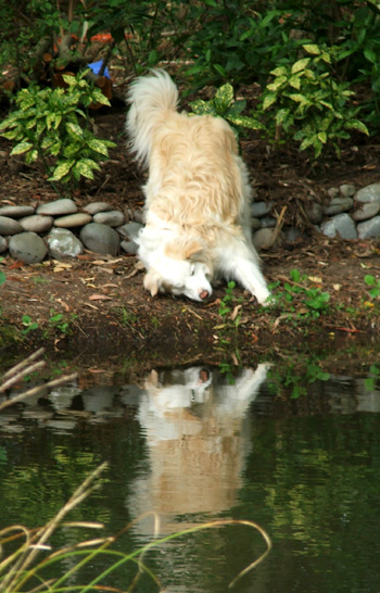  Source of dog-enjoyment - duck poos... 