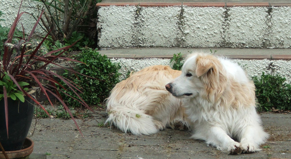  Rusty on the patio steps. 