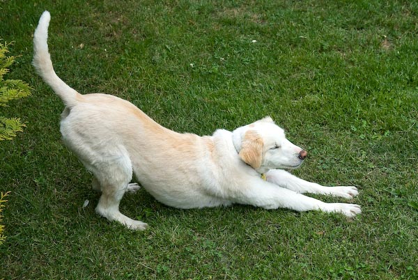  A dog seriously stretching. 