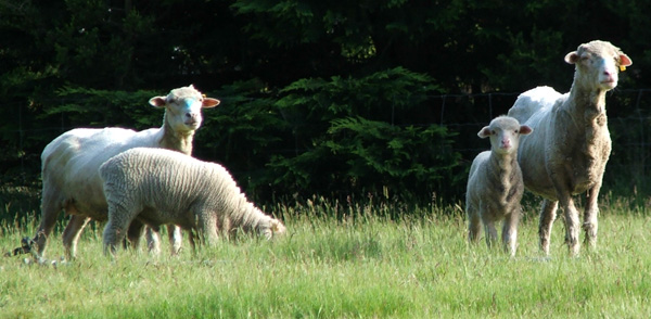  Two ewes and two other merino lambs. 