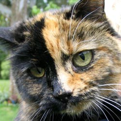  Mugsy is a disabled adult female cat. 