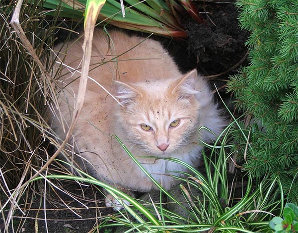  A small conifer-like Hebe is supposed to be popped in here! 