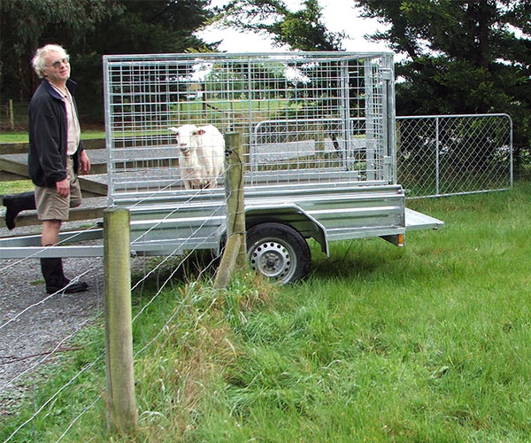  George the ex pet-lamb is always the last to do anything. 