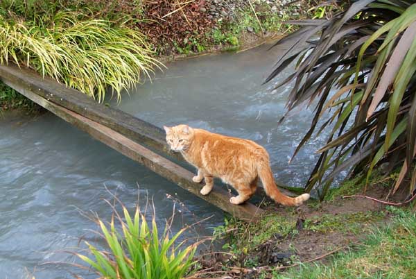  Percy crossing the water race. 