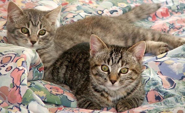  Two lovely kittens. 
