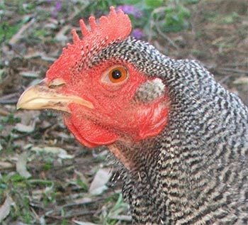 hen