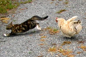  Brown hen is a feisty little bantam hen. 