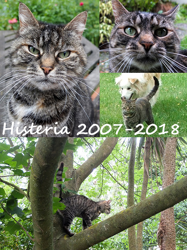 A much loved cat. A much loved cat.