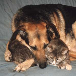 http://www.mooseyscountrygarden.com/cats-dogs/jer_bestfriends.jpg