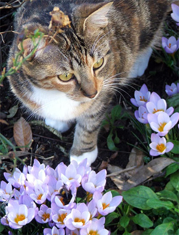  Cat, crocuses, and a bumble bee. 