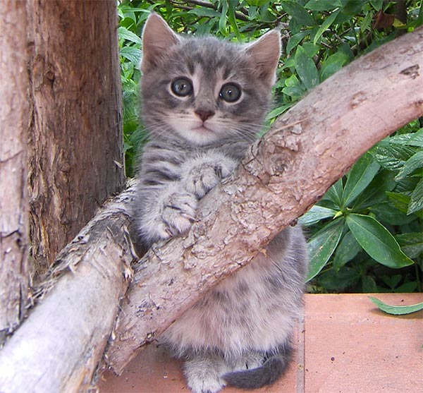  Isn't this the most beautiful little kitten! 