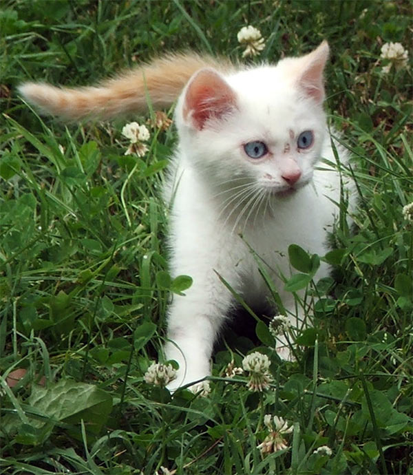 white cat with grey ears and tail