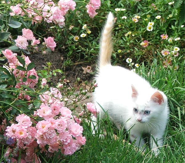 Cute Ginger And White Kittens. B-Puss the Kitten