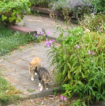  We always start our walk at the house patio. 