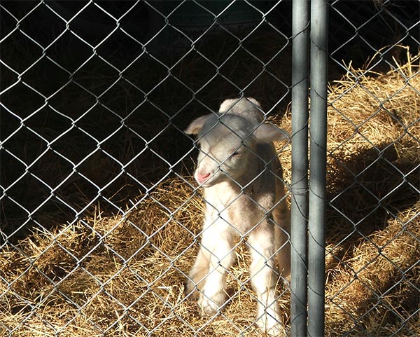  Safely housed, with warm, soft hay bedding. 