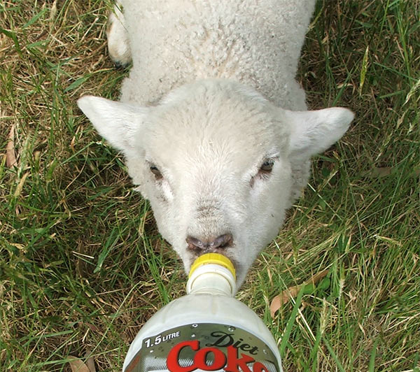  Fred the lamb enjoys his warm milk. 