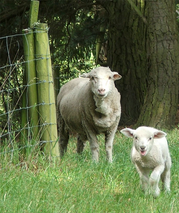  Feeding time - here comes the lamb! 