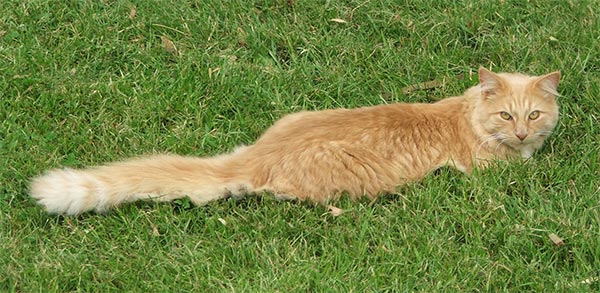 long-fluffy-cat.jpg