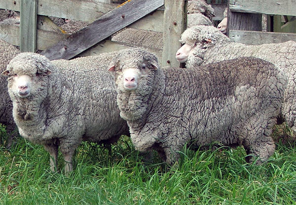 merino-sheep-yards.jpg