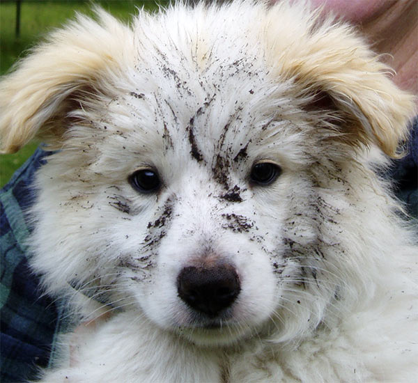  What a grubby puppy face! Rusty has been digging... 