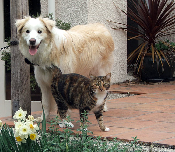  Tiger with Rusty the red border collie puppy. 