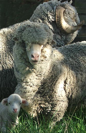  A woolly family posing for their portrait. 