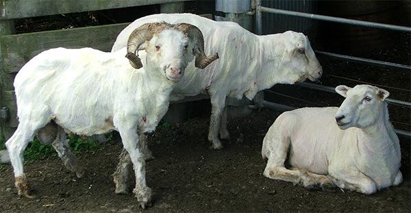  From left to right - Charles, George, and Fred. 