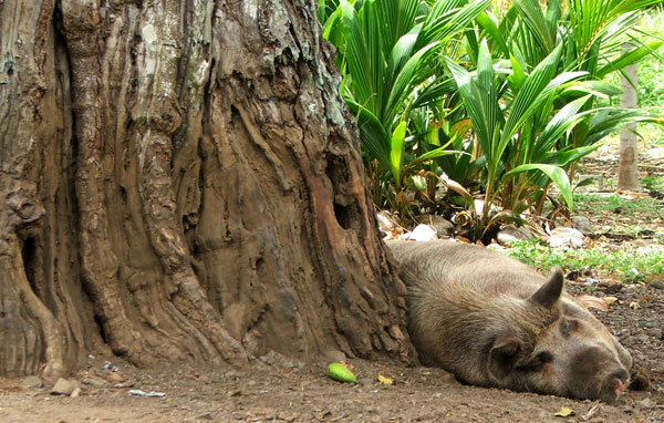  Tethered to her shady tree. 