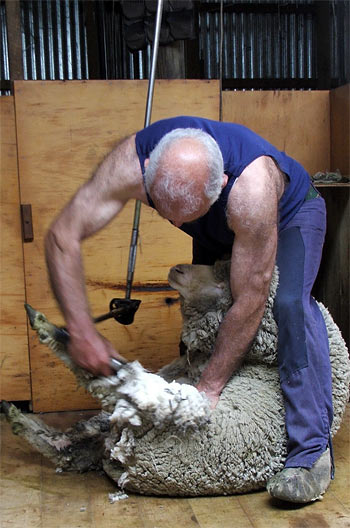  The sheep are machine-sheared. 