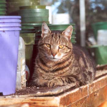 Big Fat Sifter the Cat amongst the Glasshouse Pots. 