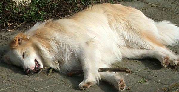 sleepng-collie-dog.jpg