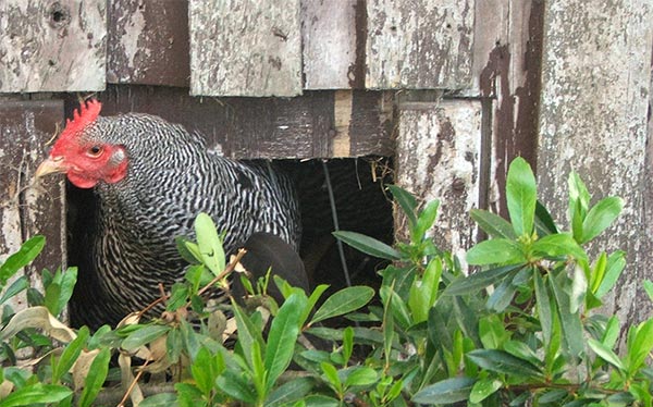  Either Harriet or Hilda, both boss hens. 