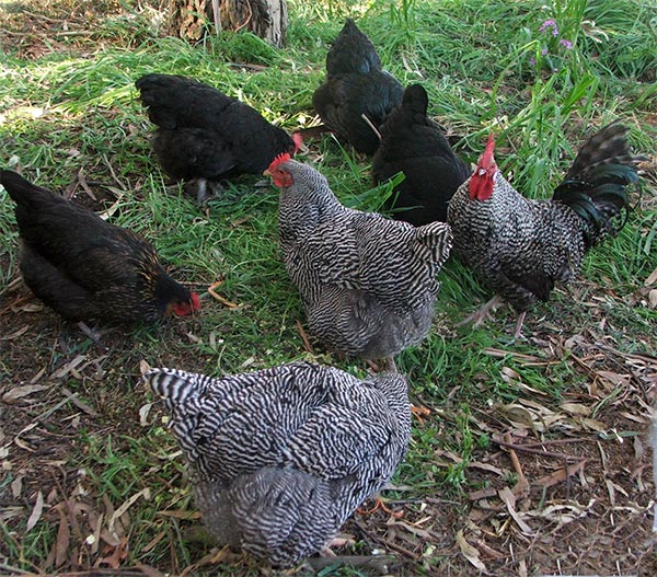  Chooks need to scratch and peck. Pretty simple life! 